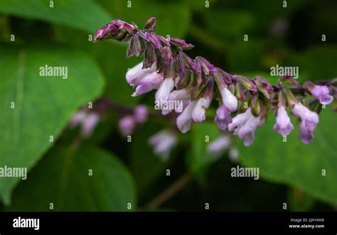 Spanish Sage Flower Salvia Lavandulifolia Lavender Sage Selective