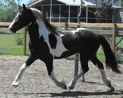 Friesian Sporthorse Info, Origin, History, Pictures