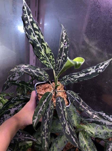 Aglaonema Pictum Yahoo