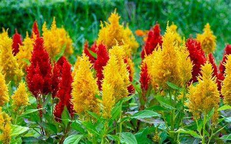 Celosia Cristata Flower Images Best Flower Site