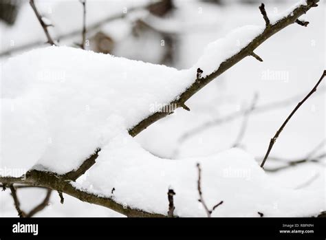 Tree Branches Covered With Snow In The Winter Garden Stock Photo Alamy