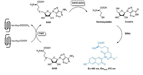 Figure From High Throughput Detection Of Deamidation Using S