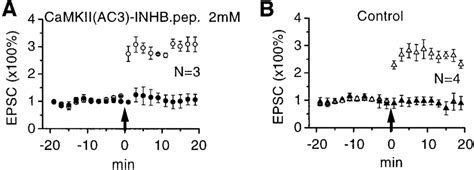 Camkiiac3 Inhibitor Peptide Does Not Affect Ltp If Applied Download Scientific Diagram