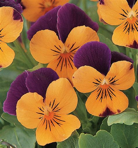 Viola Cornuta Sorbet Xp Orange Jump Up Muller Seeds