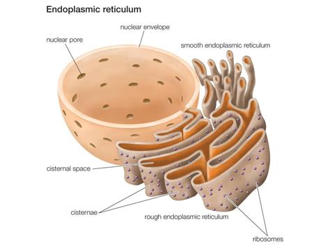 6 Cell Organelles | Britannica