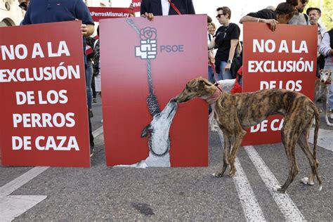 La Ley De Protección Animal De España No Incluye A Los Perros De Caza