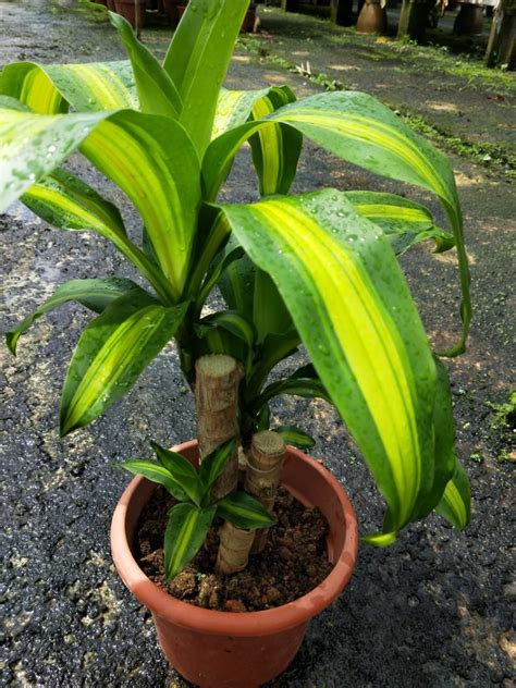 Variegated Dracaena Fragrans Furniture Home Living Gardening