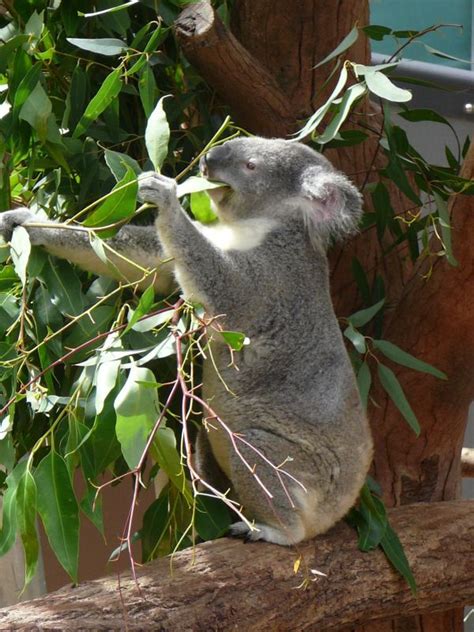 Free Images Tree Nature Branch Leaf Trunk Animal Cute Bark