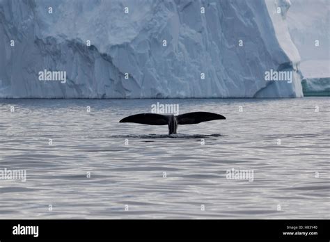 Bowhead Whale Balaena Mysticetus Tail Denmark Stock Photo Alamy