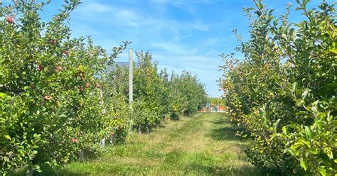 11 Fun Apple Orchards In Illinois That Will Make Your Fall Unforgettable