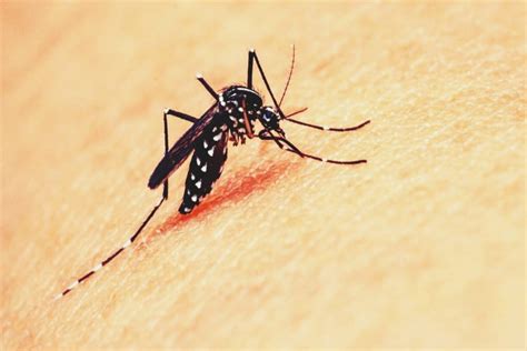 Plants To Avoid Mosquito ঠিক যেন মশারি শীতে মশার উপদ্রব বাড়ার আগেই