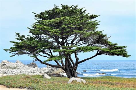 Cypr S De Lambert Cupressus Macrocarpa Plantation Soins