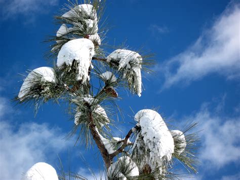 Free Images Tree Nature Branch Snow Winter Cloud Sky Sunlight