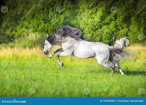 White Andalusian Horse Runs Stock Image - Image of runs, meadow: 139182909