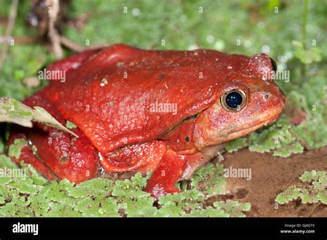 Tomato Frog Dyscophus Antongilii Madagascar Hi Res Stock Photography