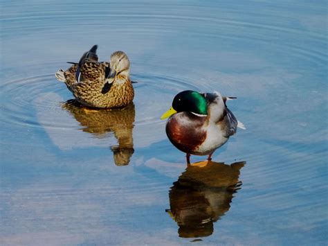 Free Mallards Ducks Stock Photo