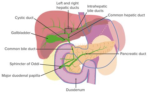 Acute Cholangitis Concise Medical Knowledge