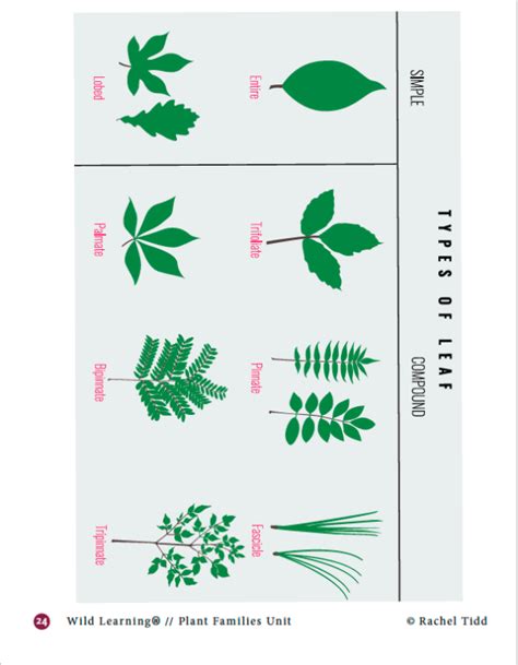 Plant Families Unit | Wild Learning