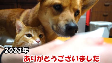 大晦日ワンコ蕎麦に興味津々で距離感のバグる犬猫姉弟が可愛い YouTube