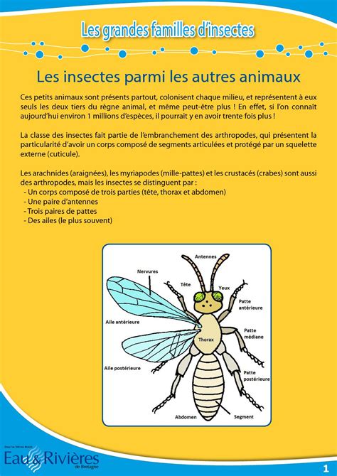 Calam O Fiche P Dagogique Familles D Insectes Eau Rivi Res De