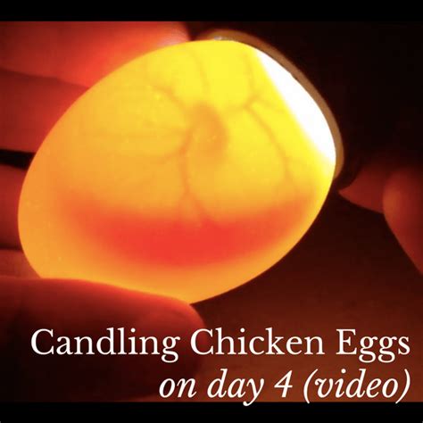 Candling Chicken Eggs on Day 4 (VIDEO) - Salt in my Coffee