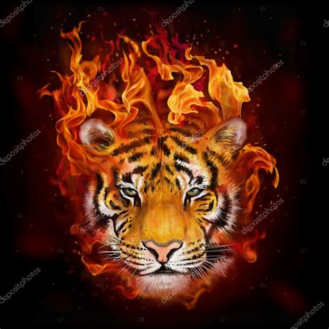 Head Of A Tiger In Flames Stock Photo By Modera