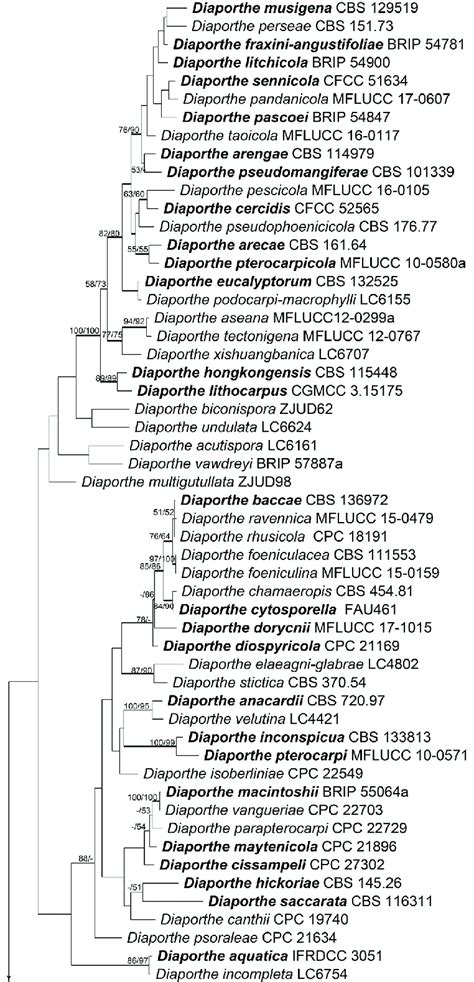 Phylogram of Diaporthe based on combined ITS tef1 α tub2 cal and