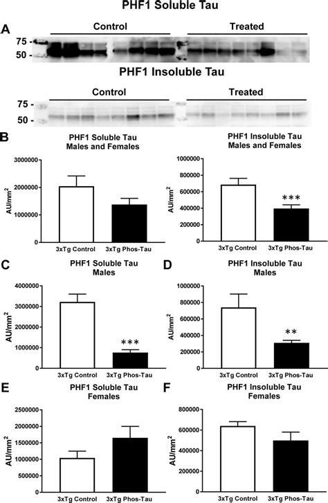 Tau Immunization Reduces Soluble And Insoluble Phospho Tau Protein