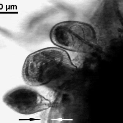 Appearance of cyanobacteria Phormidium sp. mats 3 d after ciliate... | Download Scientific Diagram