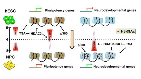 The Dual Role Of Histone Acetylation In Stem Cells Asian Scientist