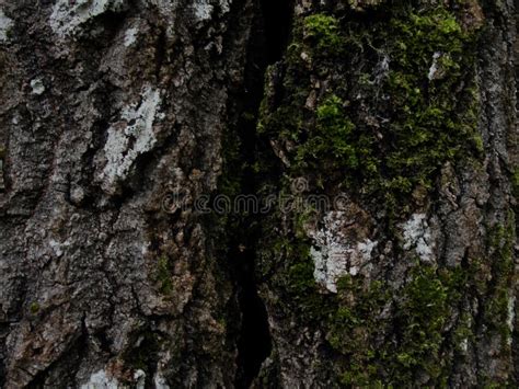 Texture Tree Bark Tree Trunks Abstract Wood Texture Bark Stock Image