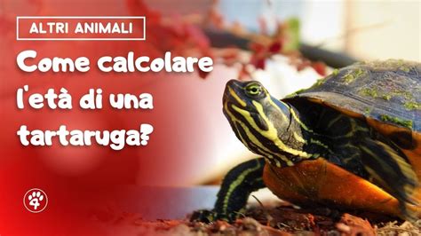 Come calcolare l età di una tartaruga Amoreaquattrozampe it YouTube