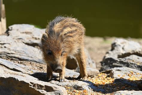 Wild Piglets Feeding Themselves Stock Image - Image of swine, omnivores ...