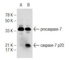 Caspase Scbt Santa Cruz Biotechnology