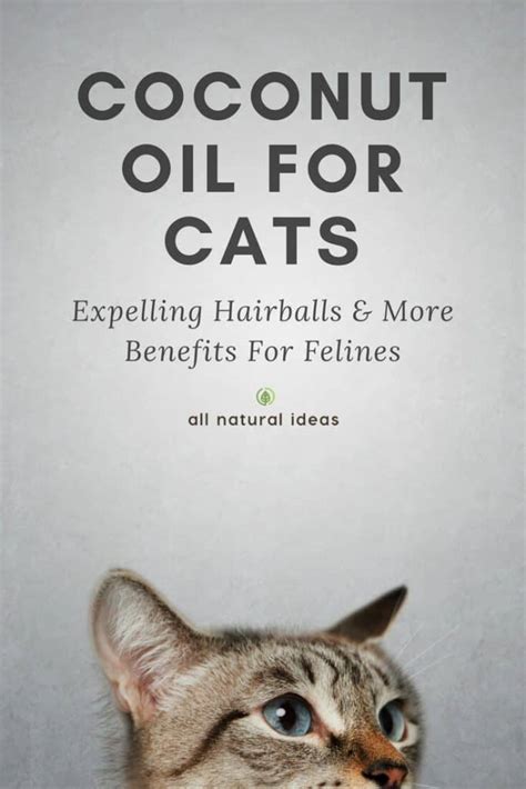 Coconut Oil For Cats: Health Benefits For Felines | All Natural Ideas