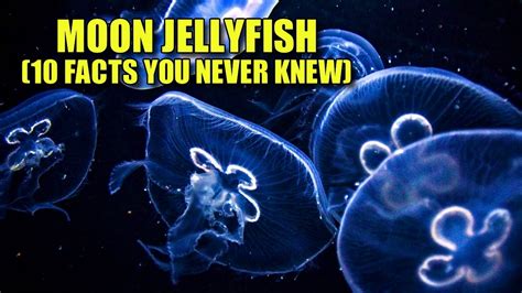 Moon Jellyfish 🌙 10 Facts You Never Knew Youtube