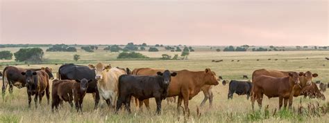 Ohio State Beef Team News Agriculture And Natural Resources In Hardin
