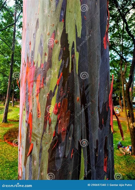 Cross Section Of A Eucalyptus Tree Trunk Colour Stock Photo Image Of