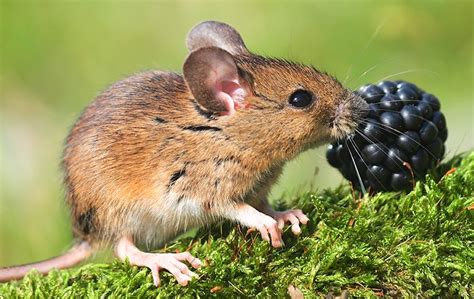 Field Mice Identification & Prevention in New Haven, CT | Connecticut ...