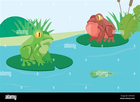 Two Frogs In Lake Stock Vector Image Art Alamy