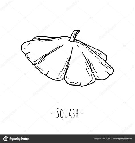 Squash Vector Illustration Isolated White Hand Drawn Style Stock Vector