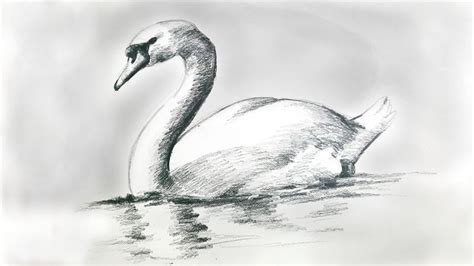 Swan drawing with pencil | Swan drawing, Art drawings sketches simple, Pencil sketches easy