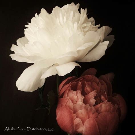 Elsa Sass And A Coral Charm Peony Grown In Alaska July September