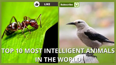 Top 10 Most Intelligent Animals In The World Youtube