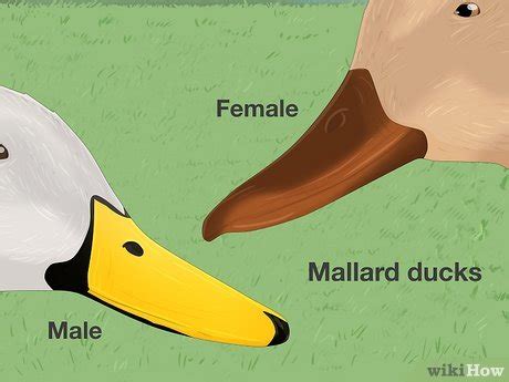 How To Tell The Difference Between Male And Female Ducks