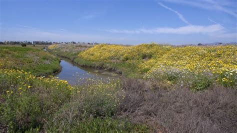 Ballona Wetlands - Alchetron, The Free Social Encyclopedia