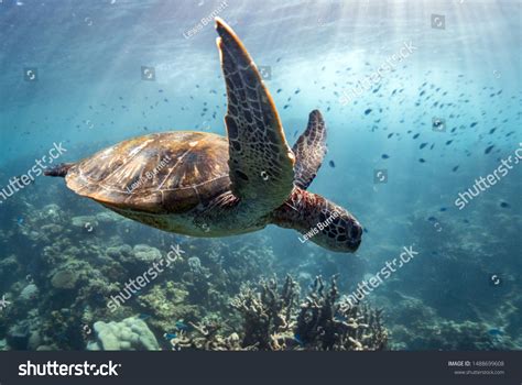 Australian Turtles