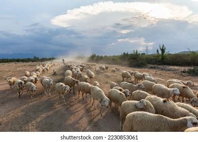 1 105 Sheep In Vietnam Images Stock Photos 3D Objects Vectors