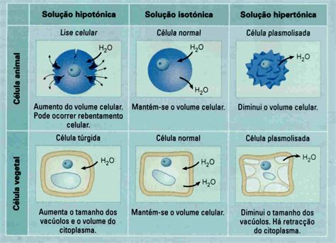 A Membrana Plasm Tica Biocultura Net Br