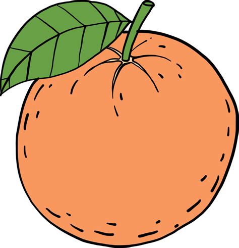 Doodle Freehand Sketch Drawing Of Orange Fruit 10996397 PNG